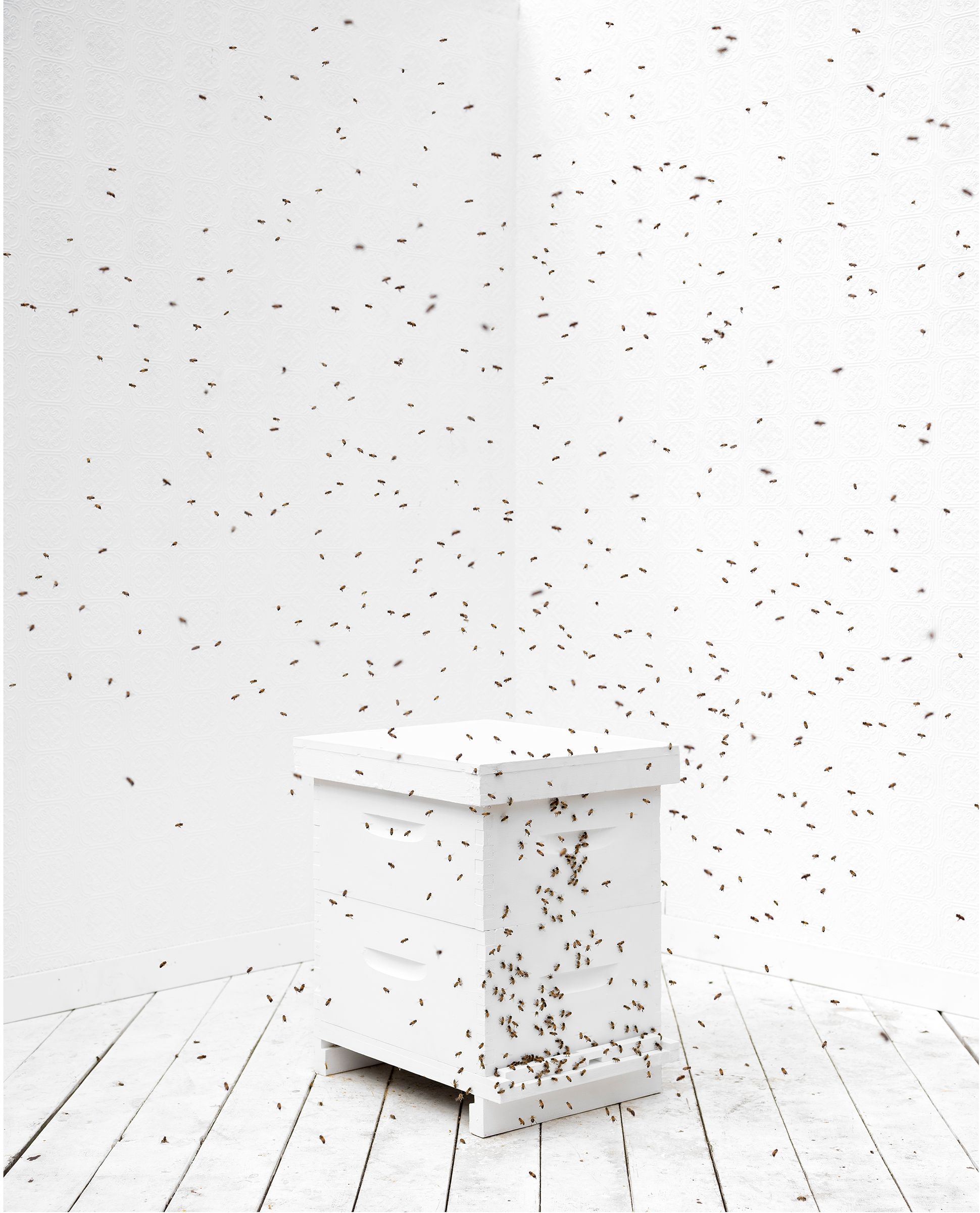 this bee fucker2.jpg