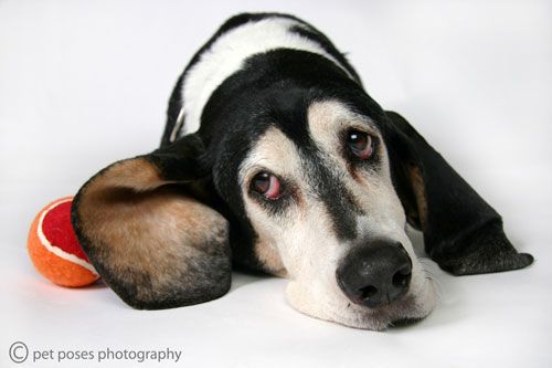 Dog And Owner Photography Dog Poses Pinterest Dog