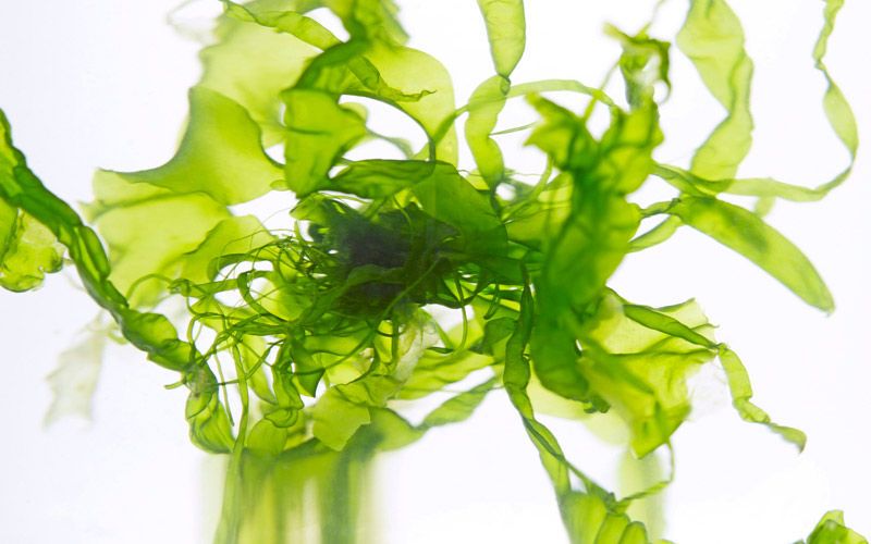 seaweed kiyoshi togashi