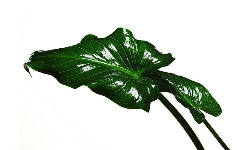 green leaf kiyoshi togashi