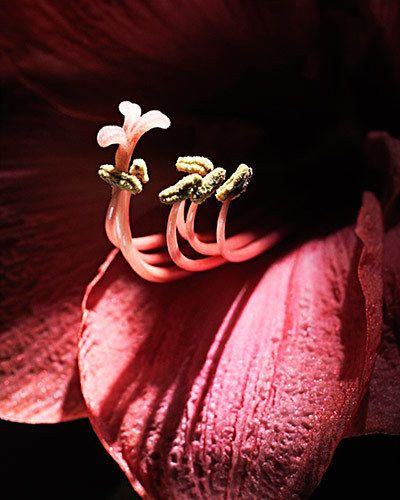 red amaryllis flower kiyoshi togashi