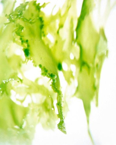 green wakame seaweed kiyoshi togashi