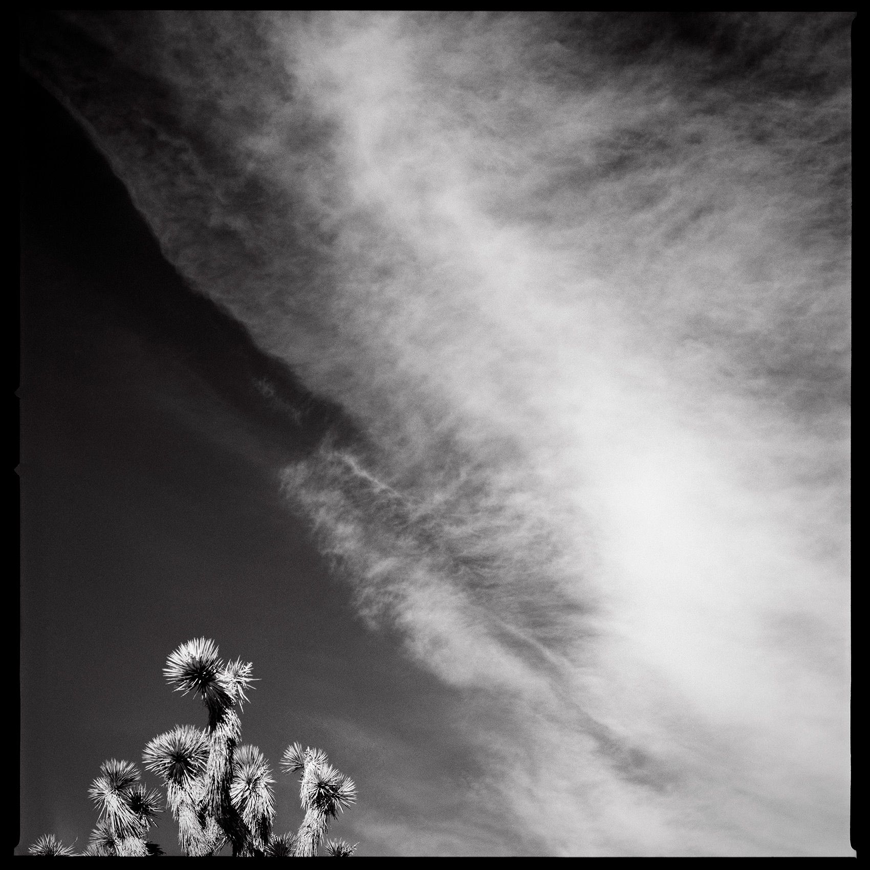 JoshuaTree_Sky_FineArtPhotography.jpg