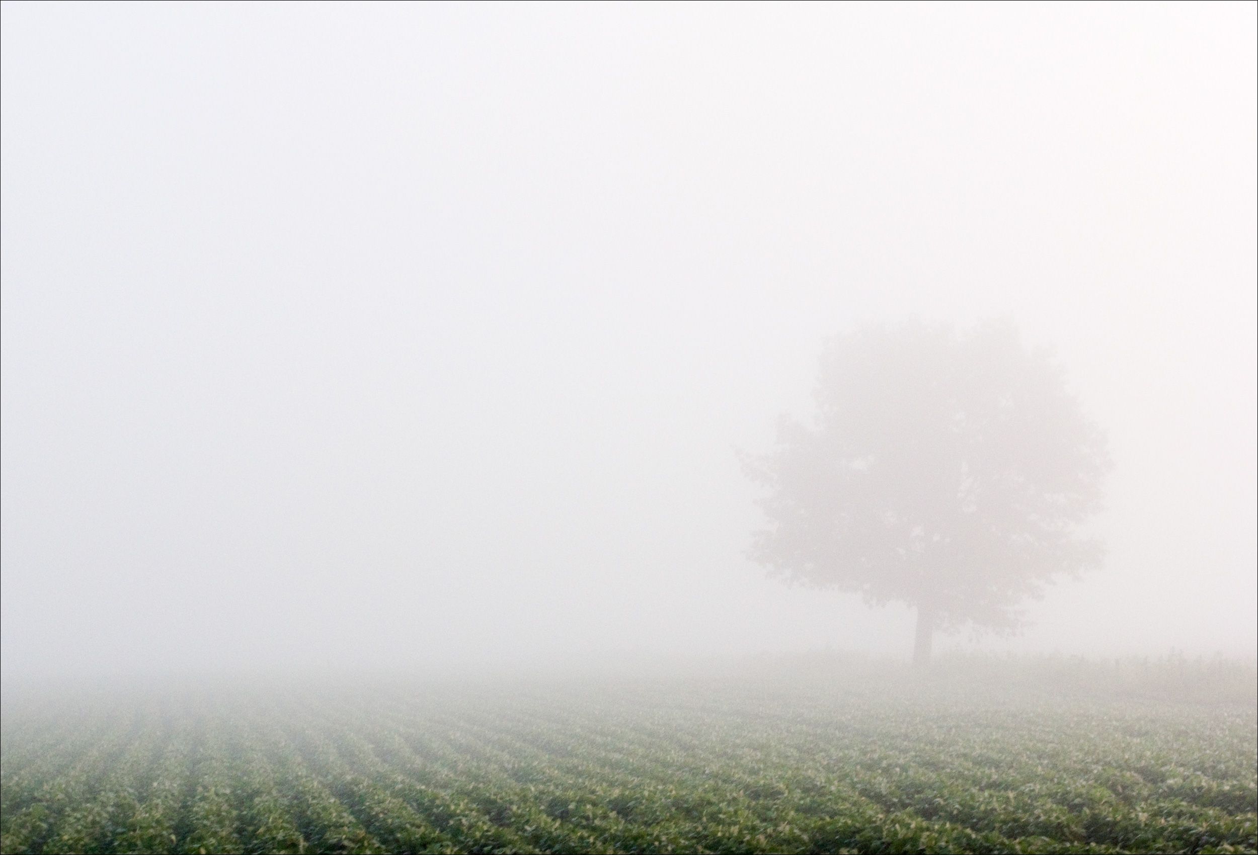 Midwest_MorningFog_Photography.jpg