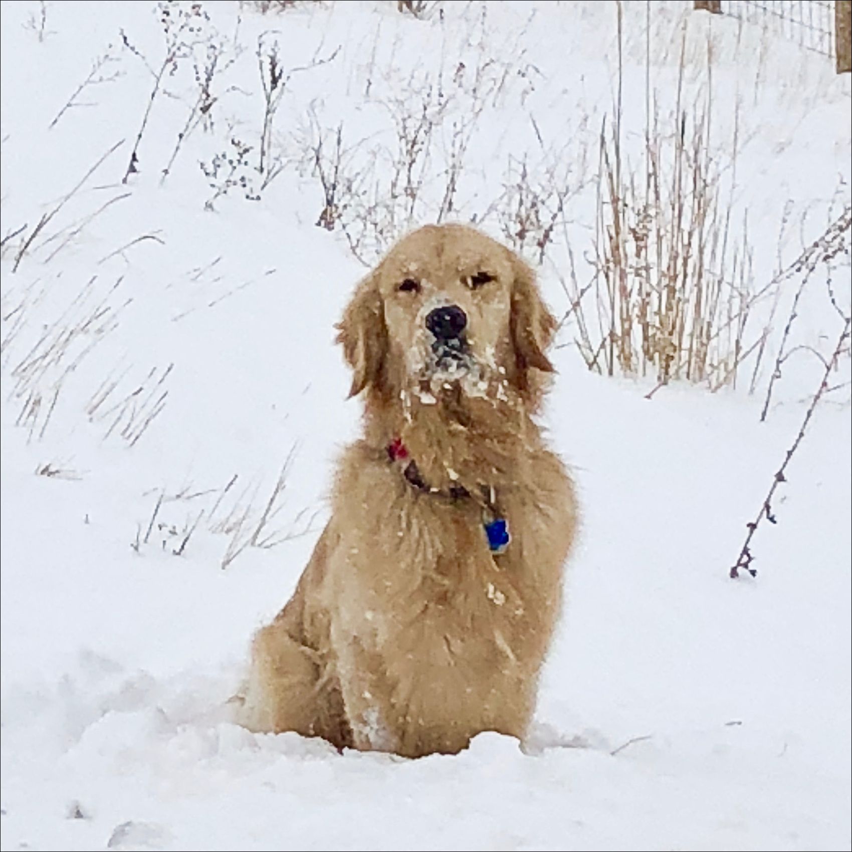 Utah_Snow_GoldenRetriever.jpg
