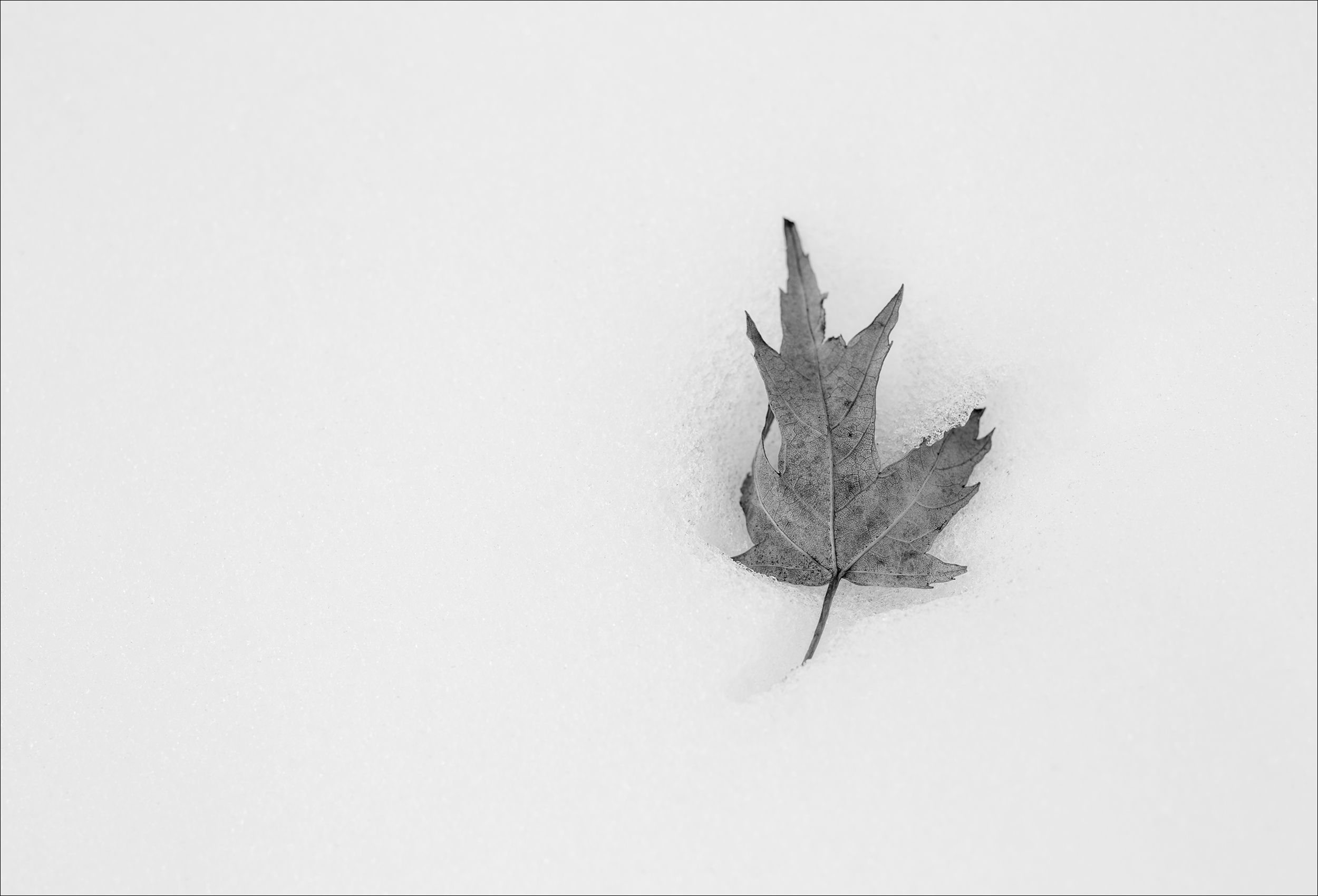 Minnesota_WinterSnow_Leaf_ArtPhotography.jpg