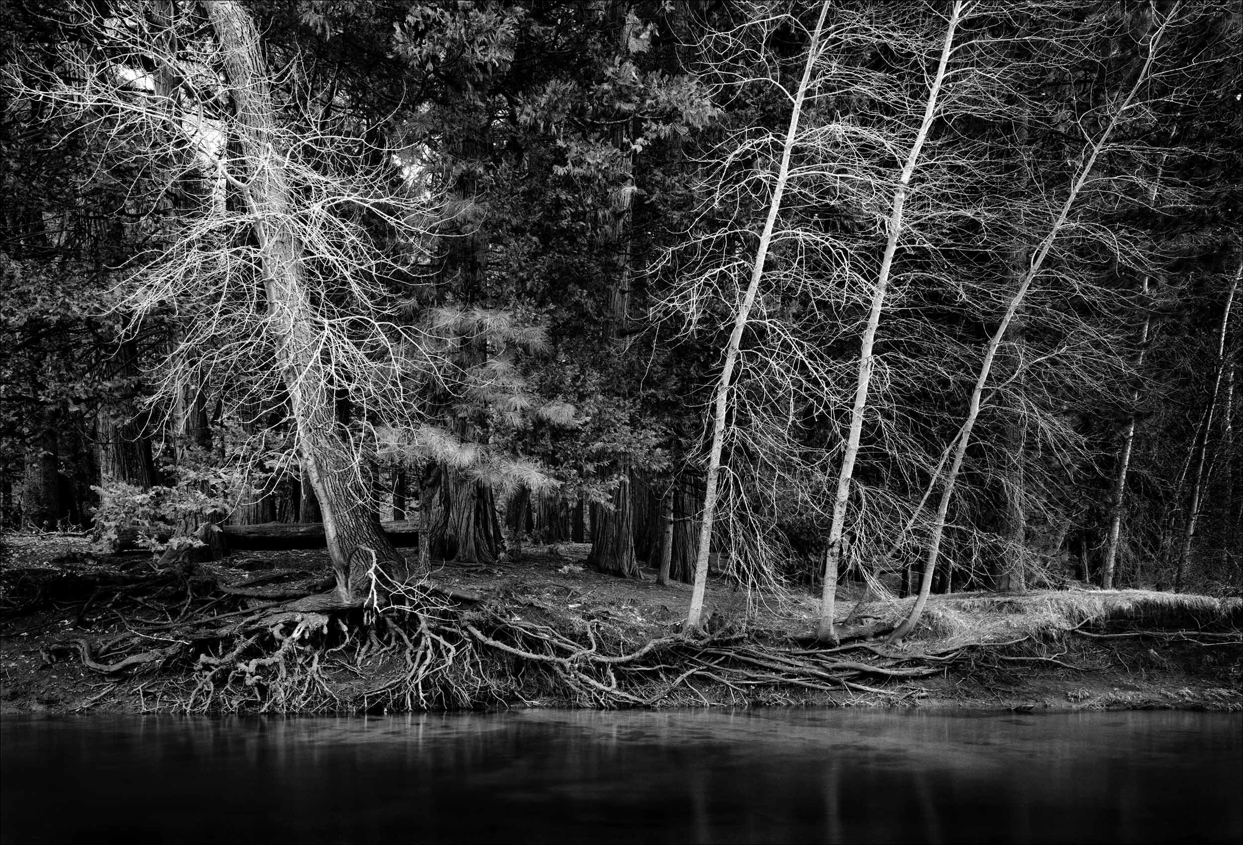 TreesAlongMercedRiver_Yosemite.jpg
