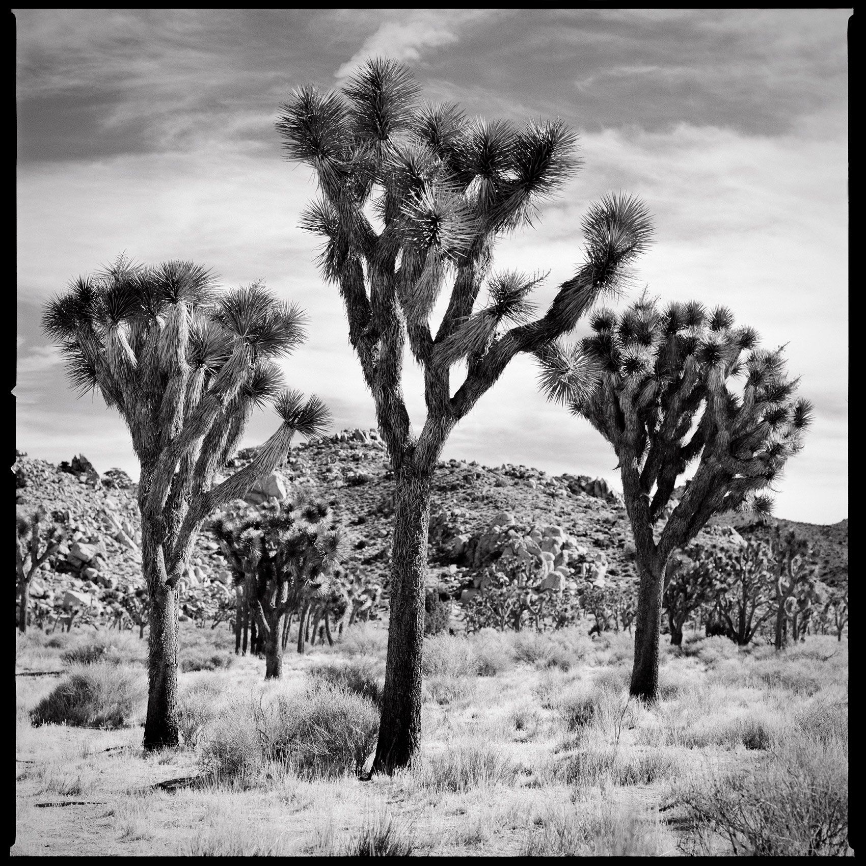 JoshuaTree_U2_BlackandWhite_Photography.jpg