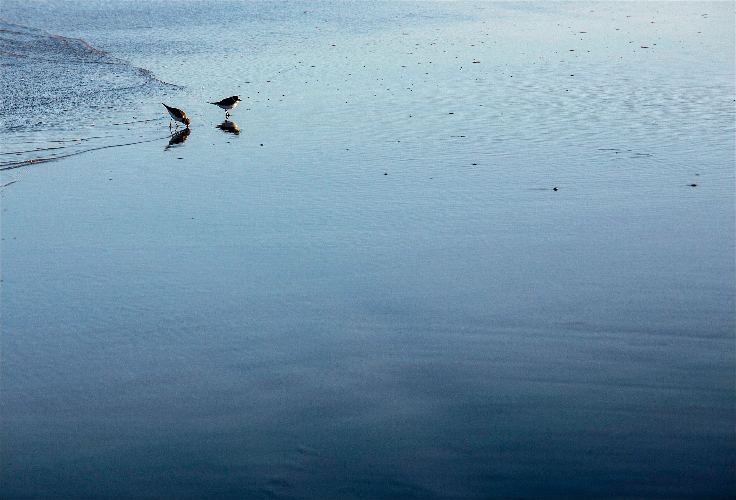 BajaCalifornia_PacificCoast_TravelPhotography_Shorebirds.jpg