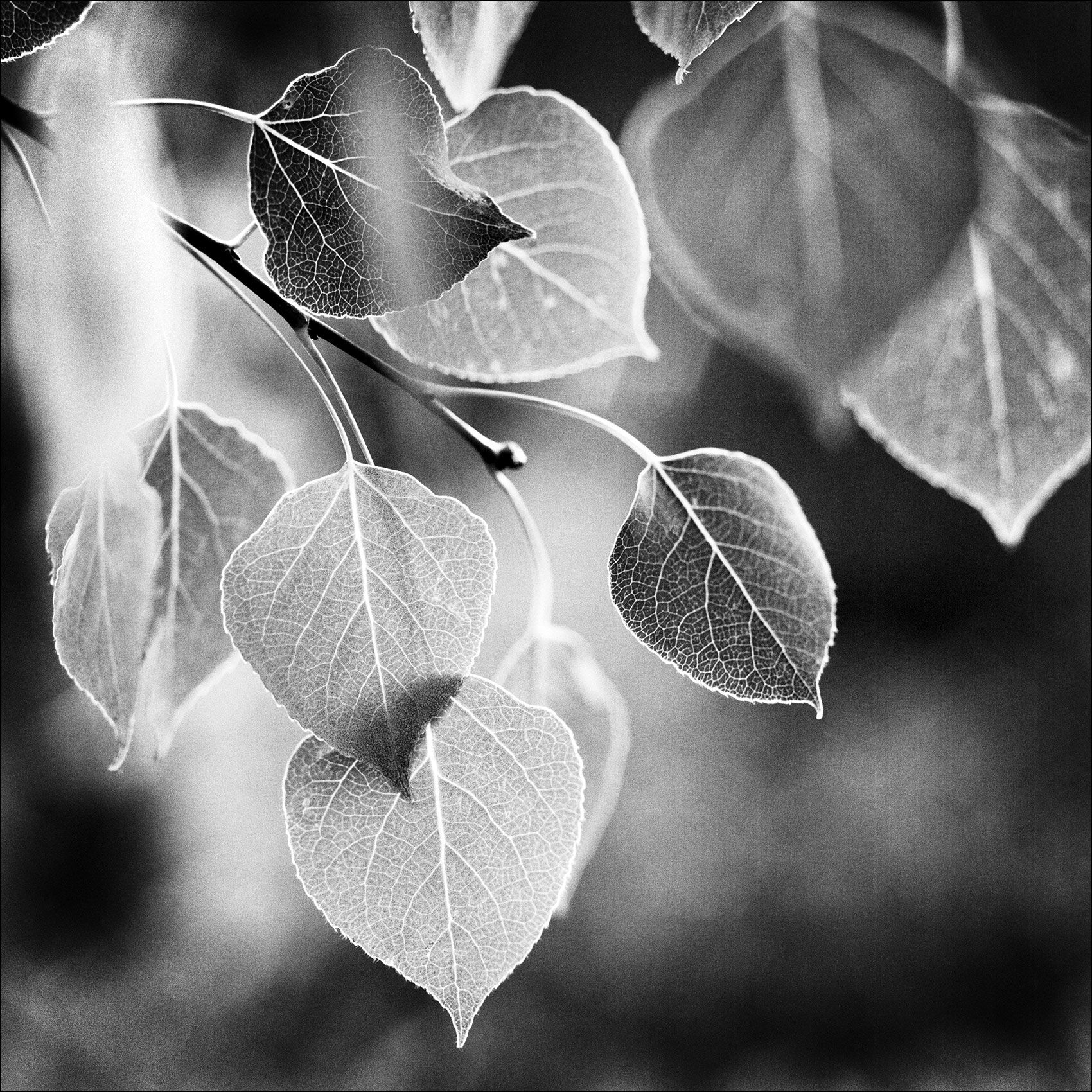 AspenLeaves_ParkCity_Utah_FineArtPhotography.jpg