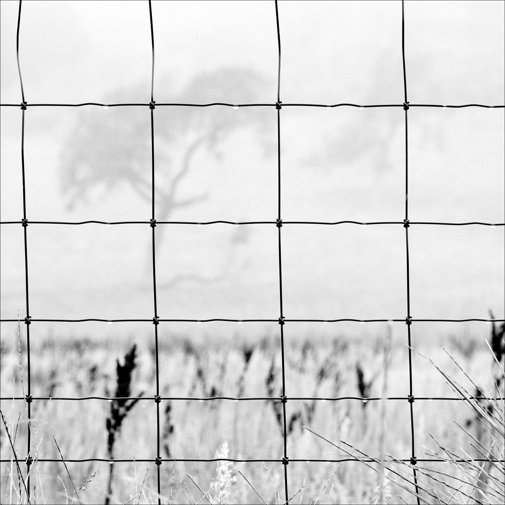 Fence&Fog_SantaYnez_Valley_California_LandscapePhotography.jpg