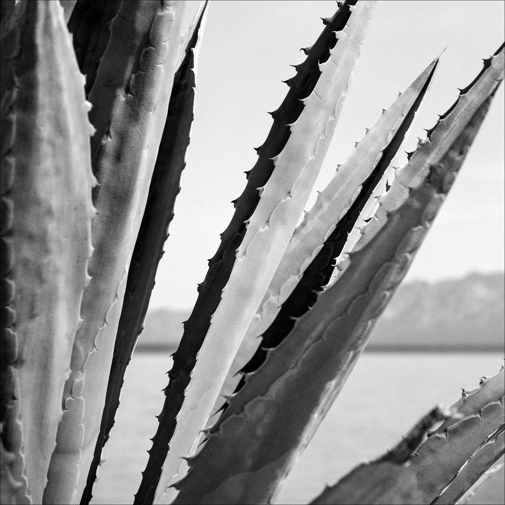 Baja_BW_NaturePhotography.jpg