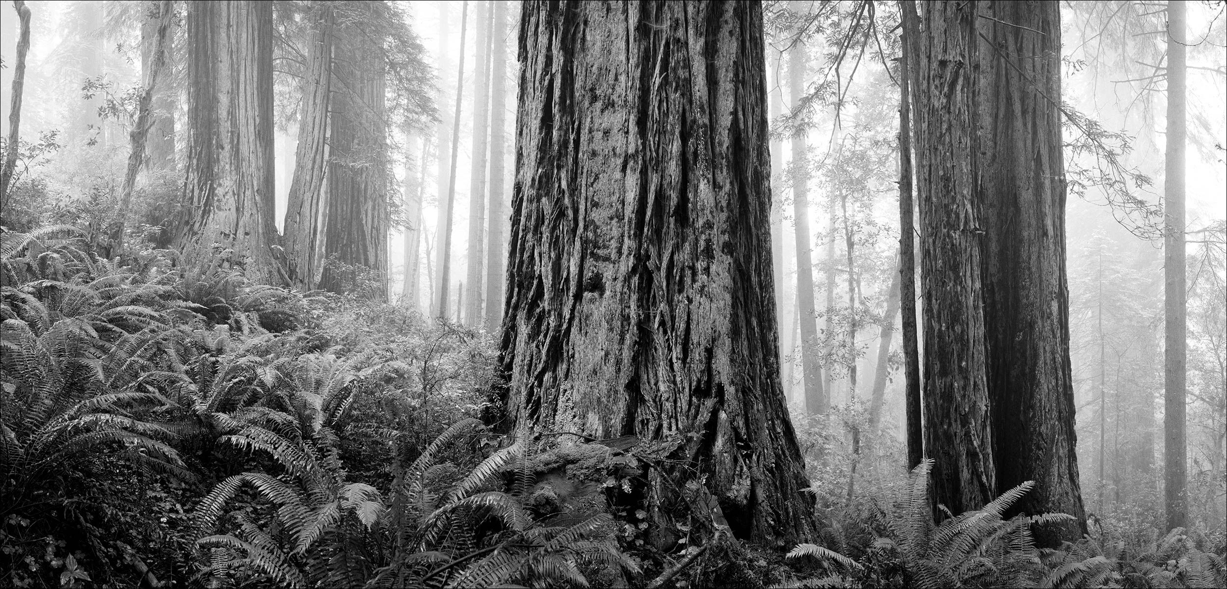 California_Redwoods_Mist_Fog_PanoramicPhotography.jpg