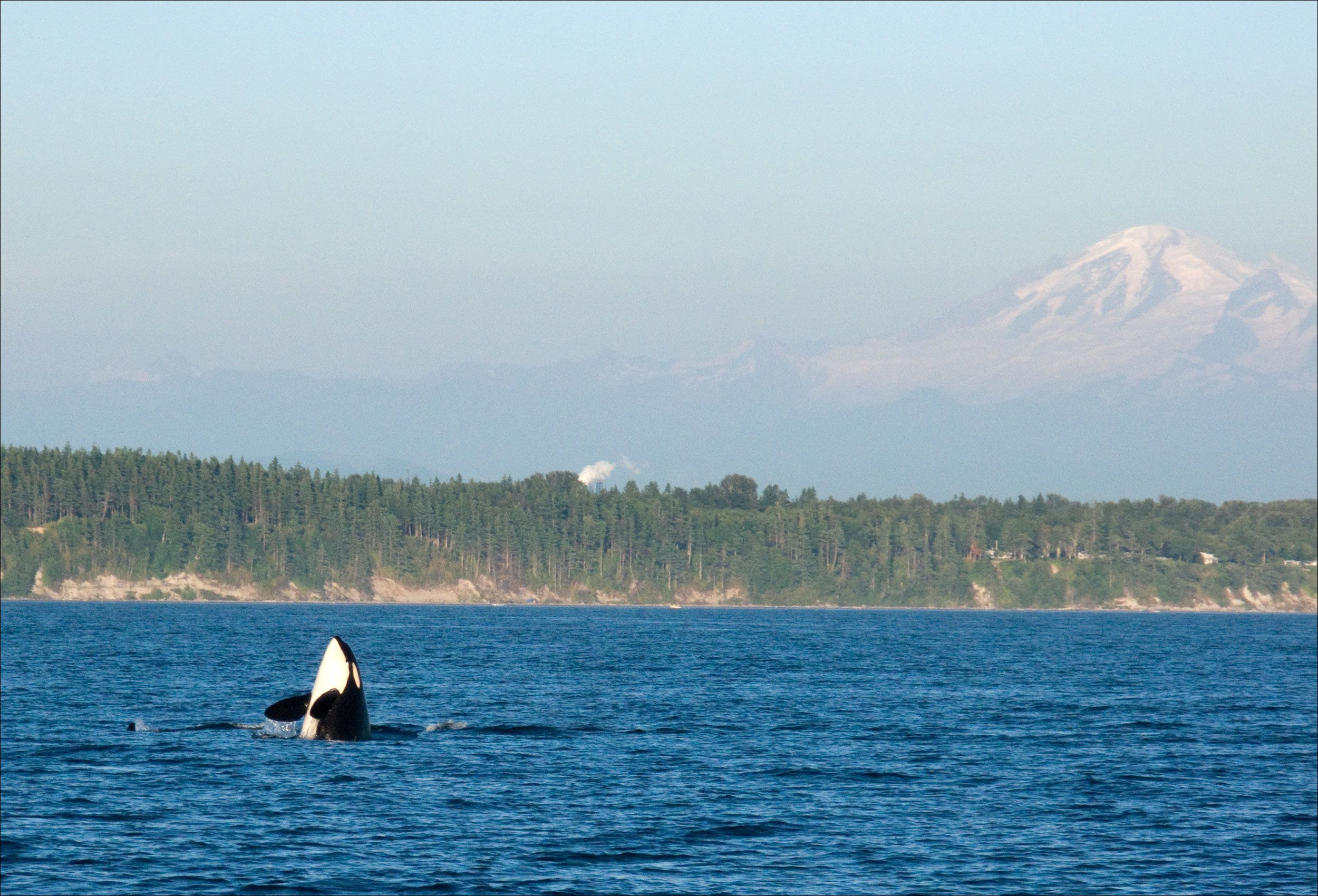 SanJuanIslands_Orca_Washington_NaturePhotographer.jpg