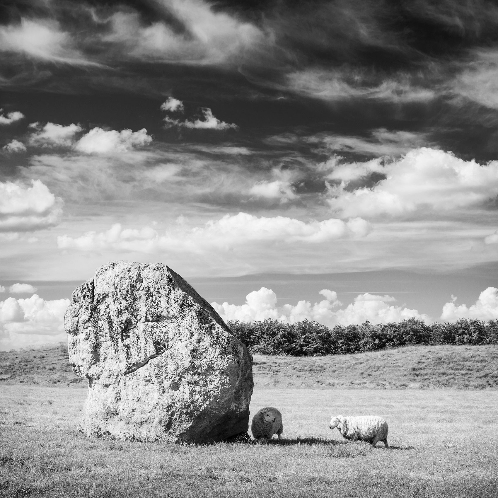 Sheep_Avebury_NeolithicStones.jpg