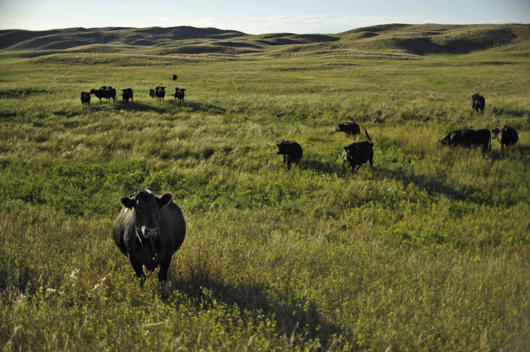 1cattle_on_range_bin3374.jpg