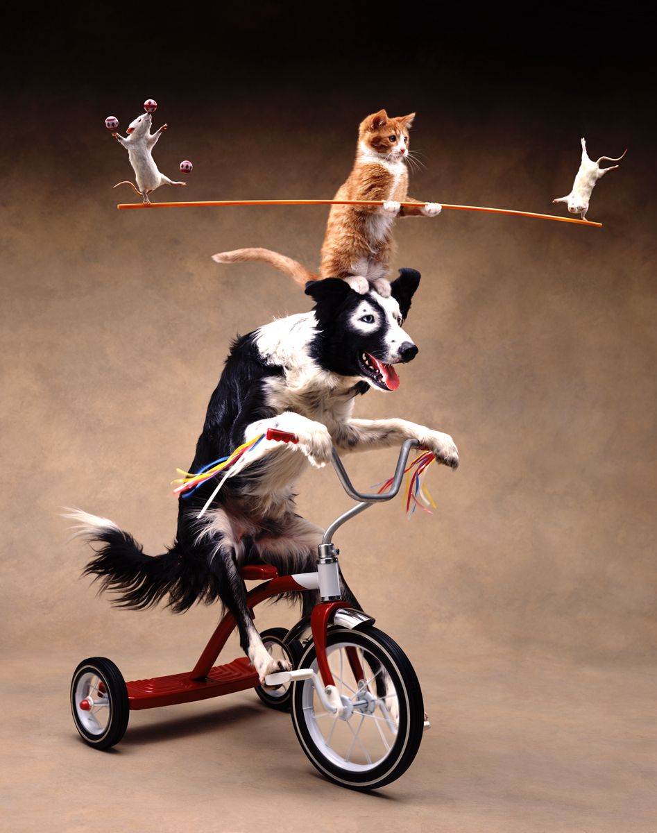 1balancing_act_dog_cat.jpg