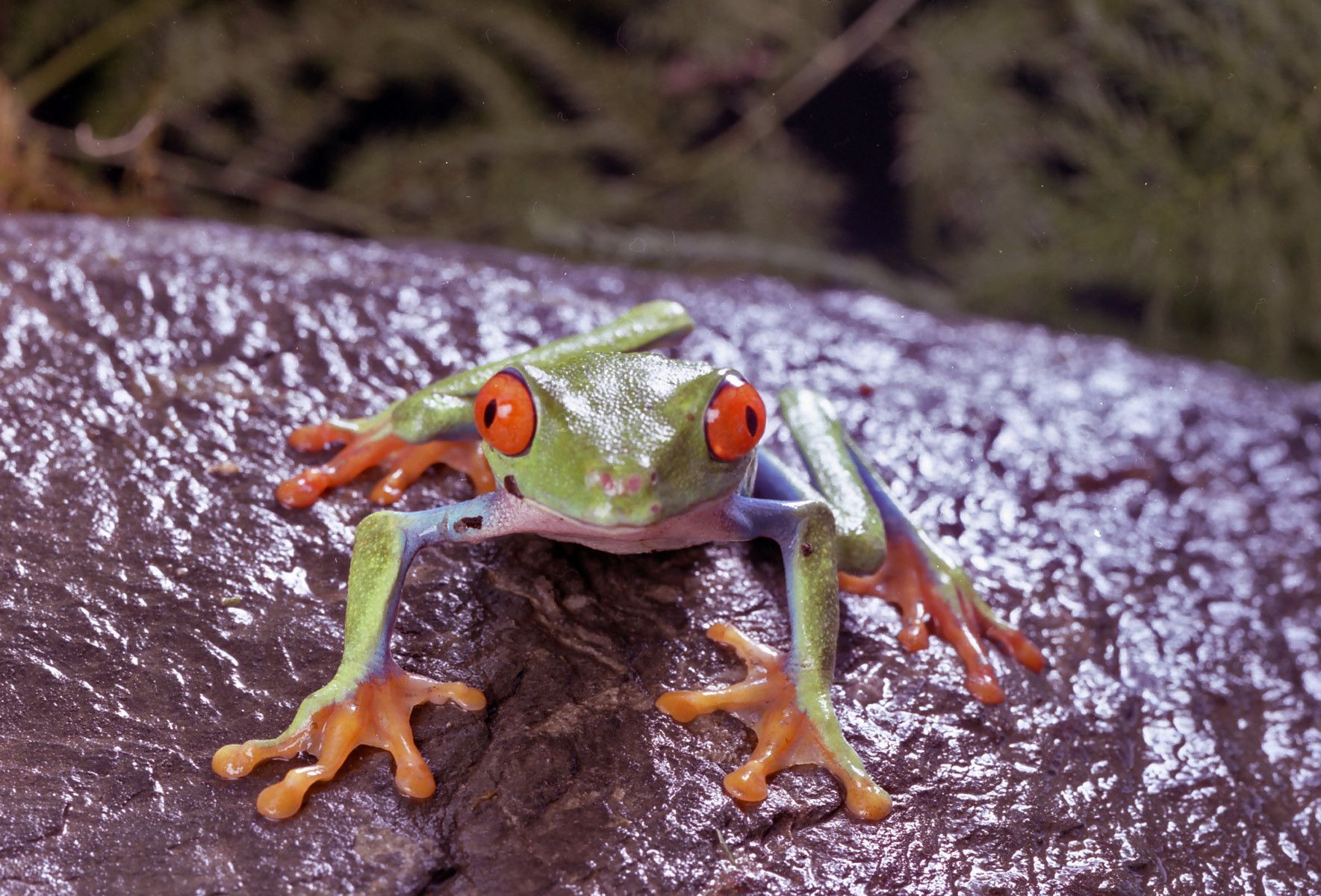 Tree Frog - Minolta