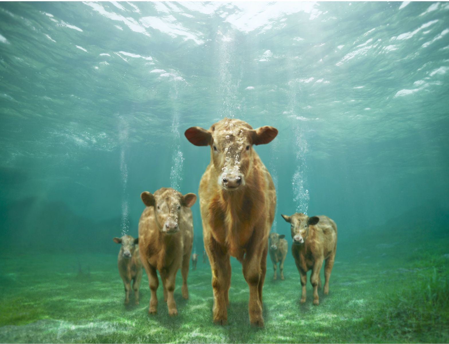 1underwater_calves.jpg