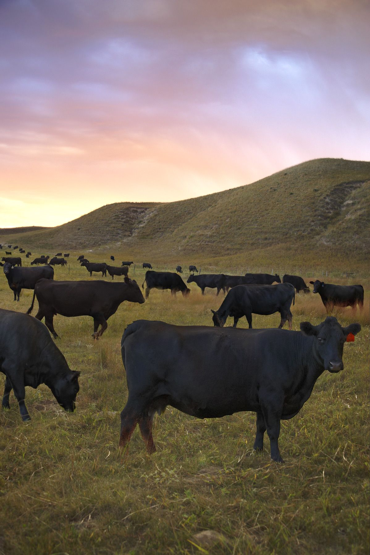 1beef_cattle_in_field.jpg