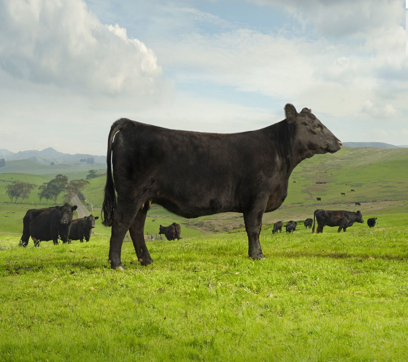 Angus Cow - Boehringer Ingelheim