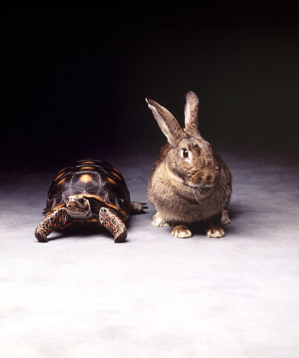 1tortise_and_hare.jpg