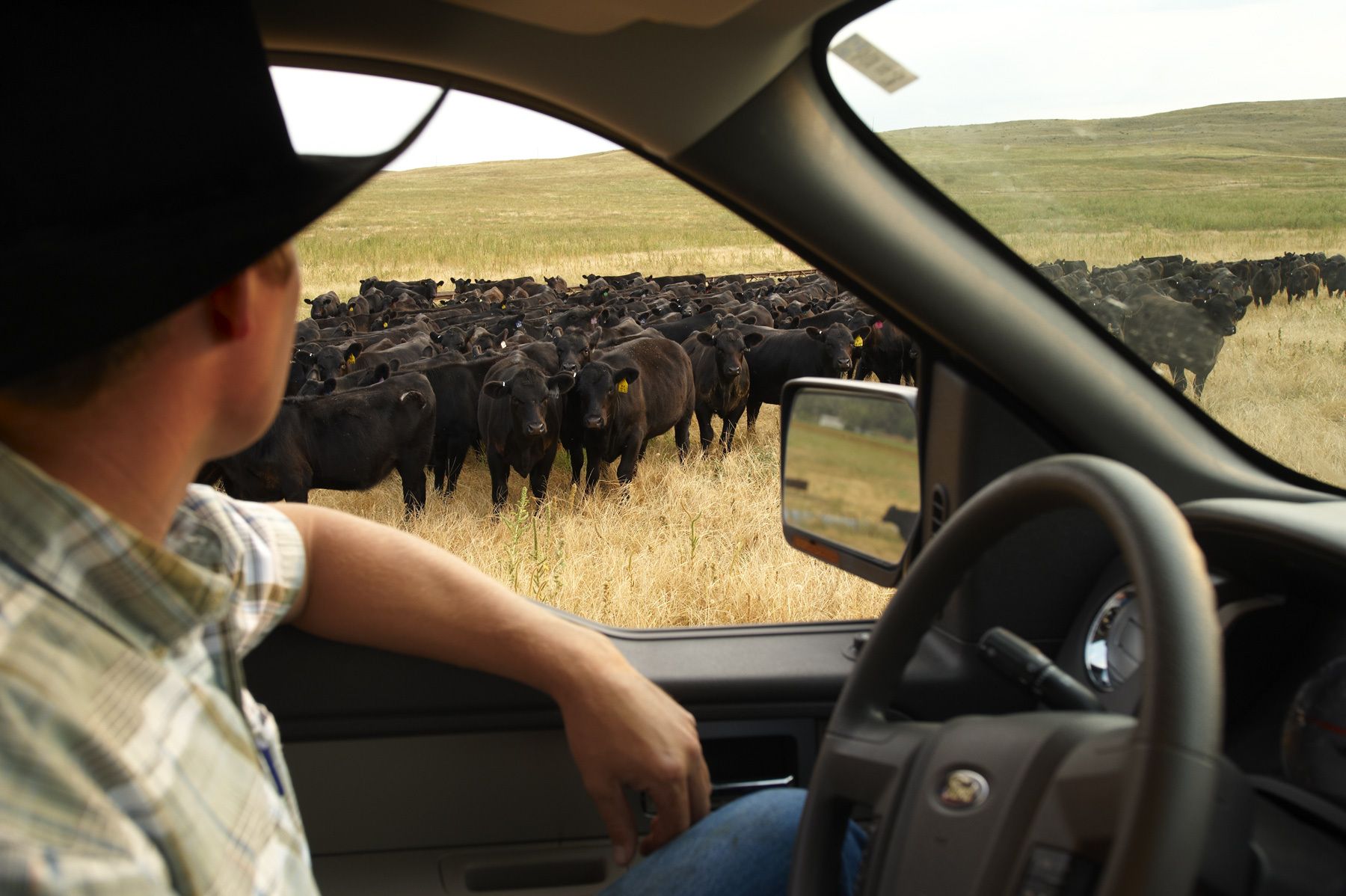 1rancher_in_truck_on_range.jpg
