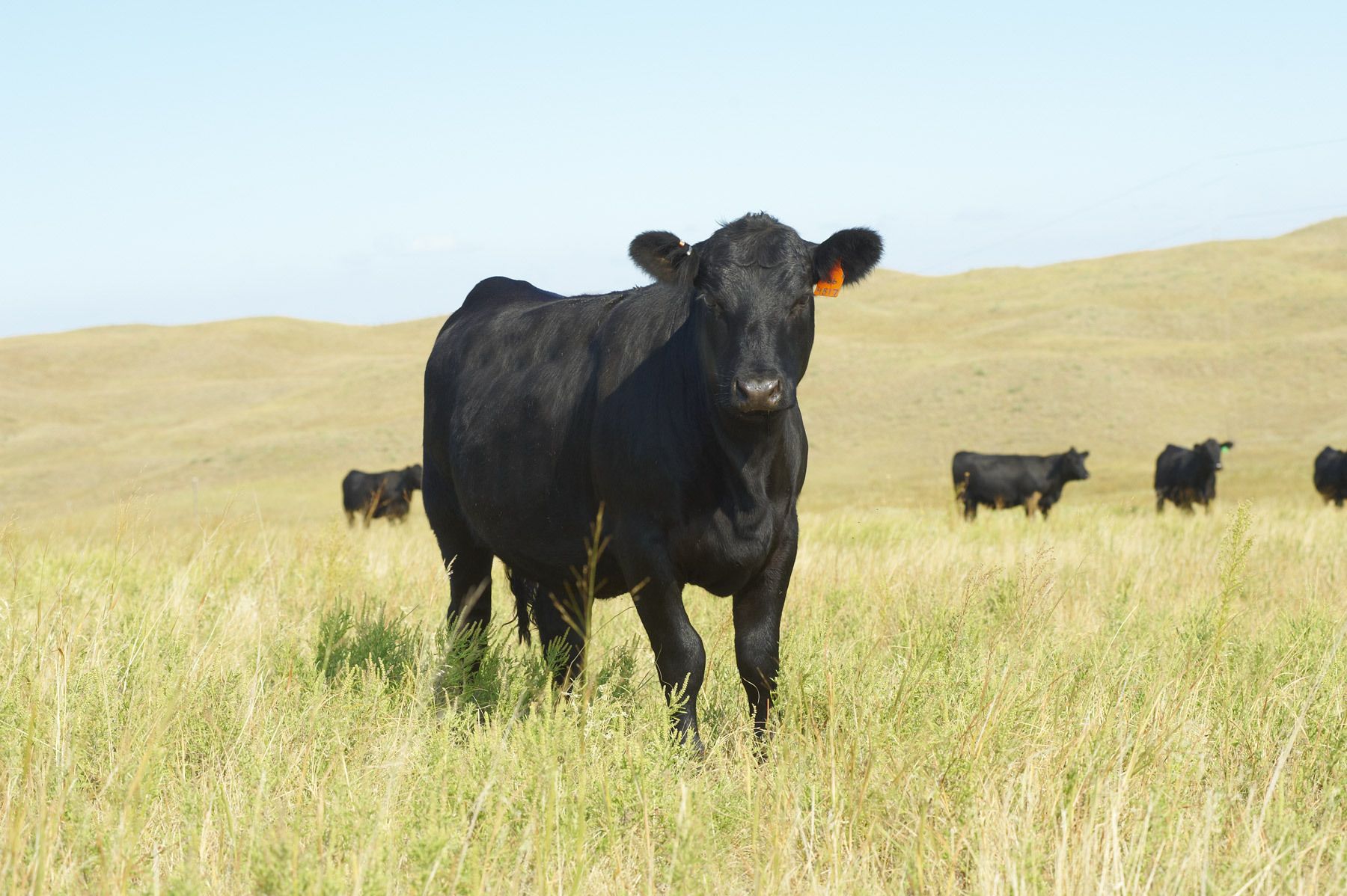 1breeder_cattle_bin3863.jpg