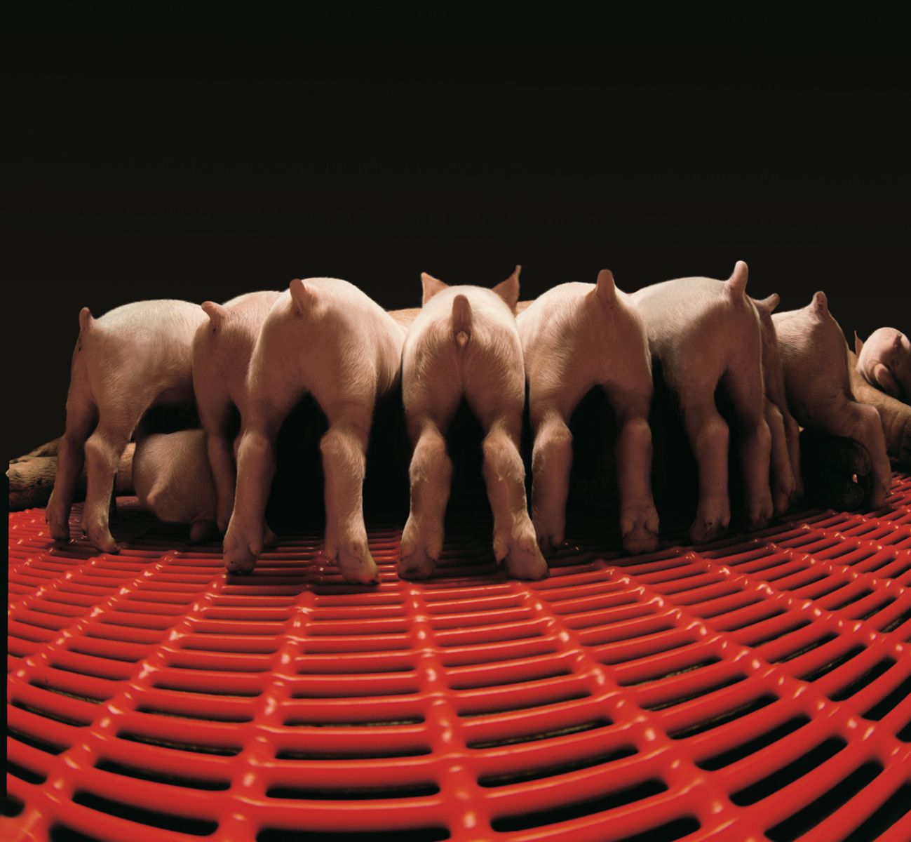 1piglets_back_view.jpg