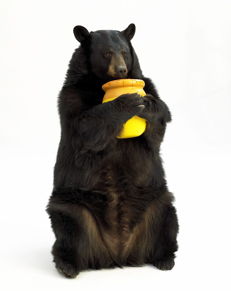1bear_with_honeypot.jpg