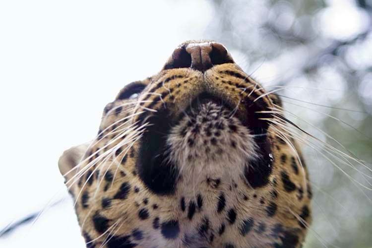 1Leopard_in_SJCap1