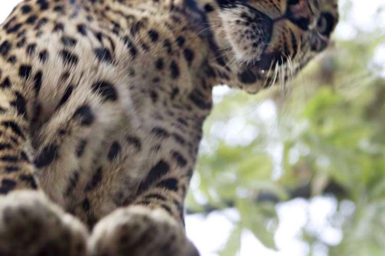1Leopard_in_SJCap2_
