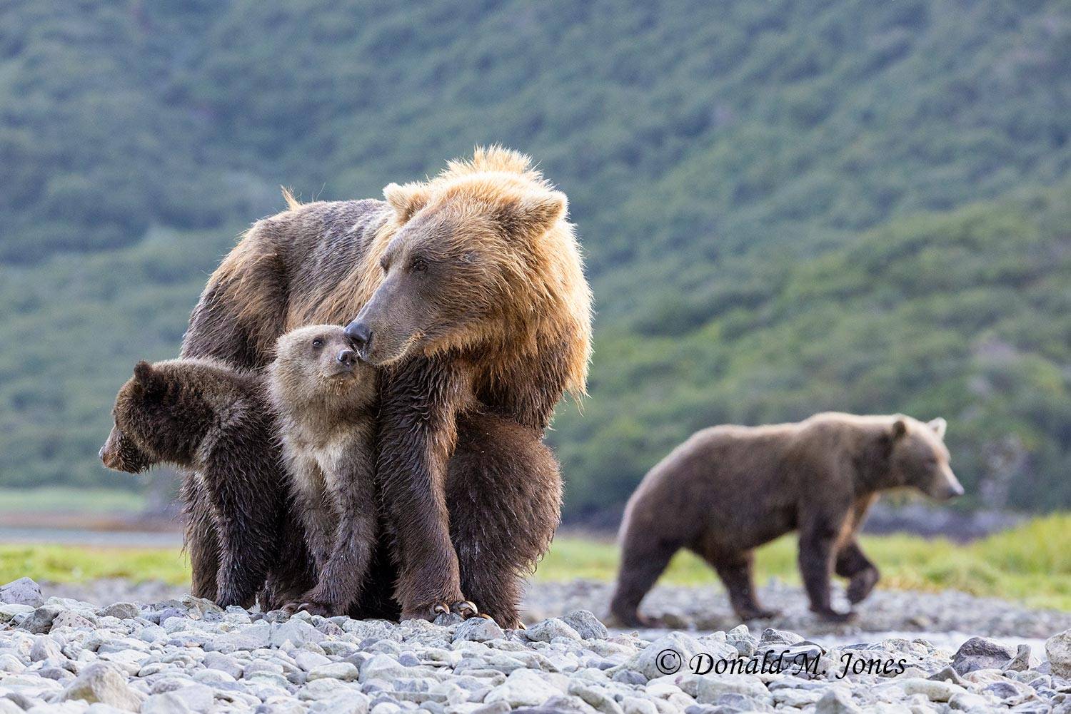 Brown Bear Mom and 2 cubs