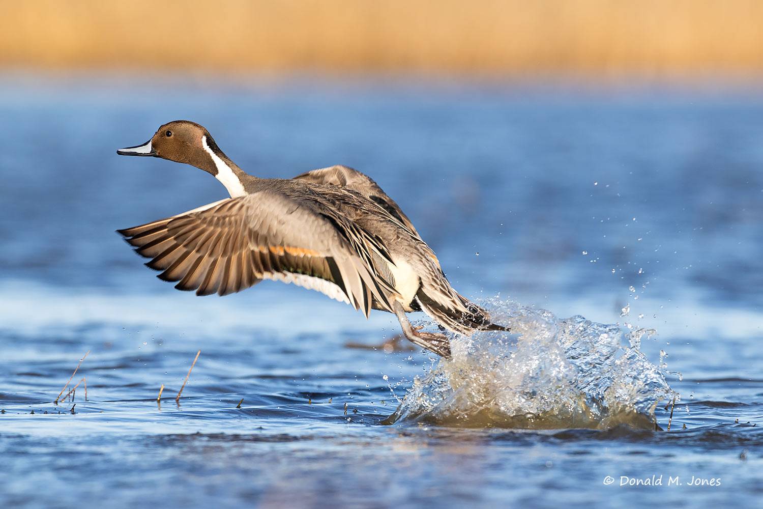 Northern-Pintail3600D