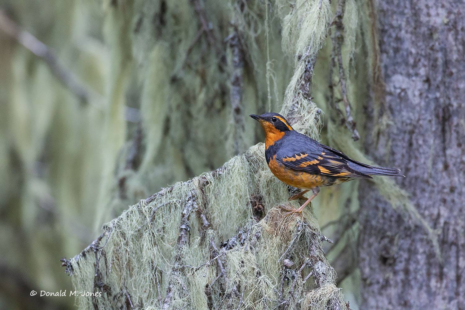 Varied-Thrush0581D.jpg