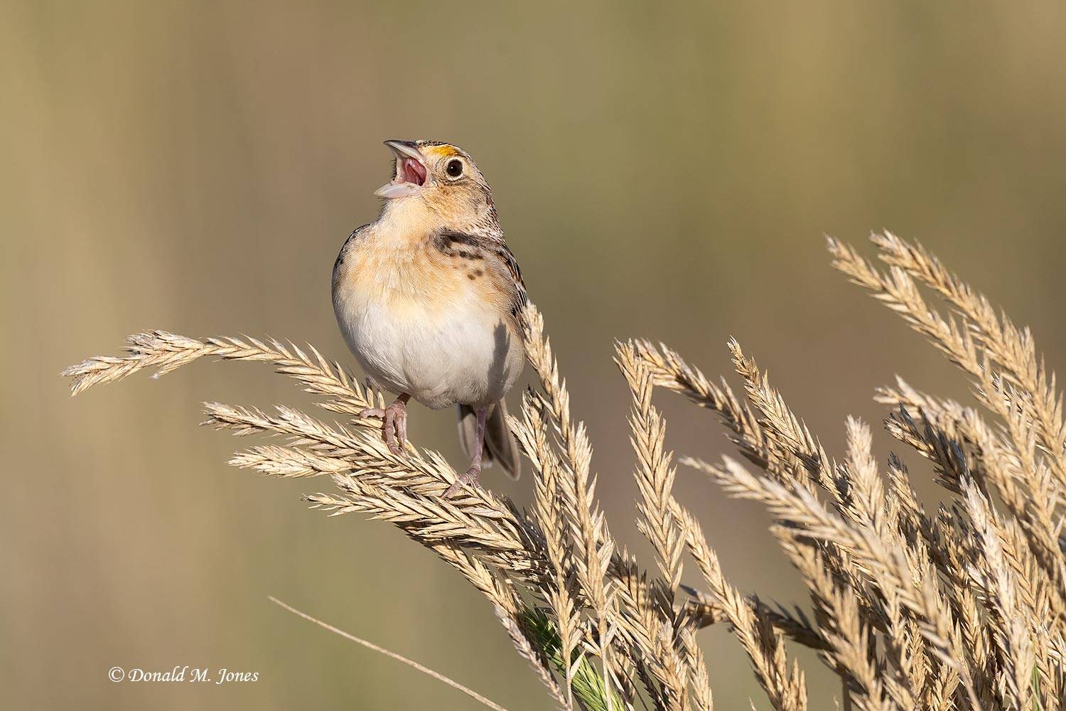 Grasshopper-Sparrow0307D