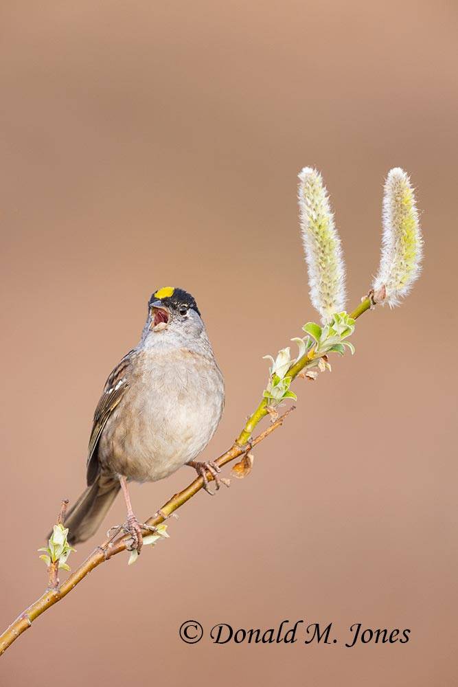 Golden-crowned-Sparrow0168D