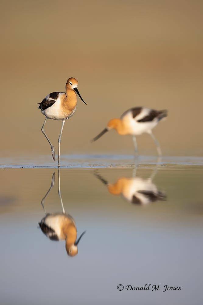 American-Avocet0735D