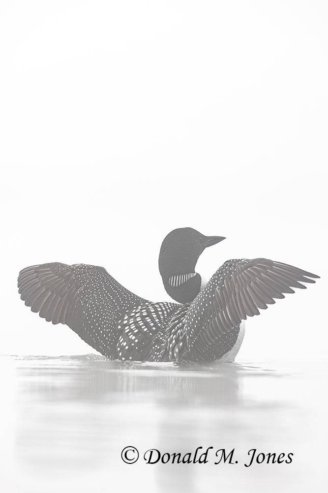 Common-Loon3882D