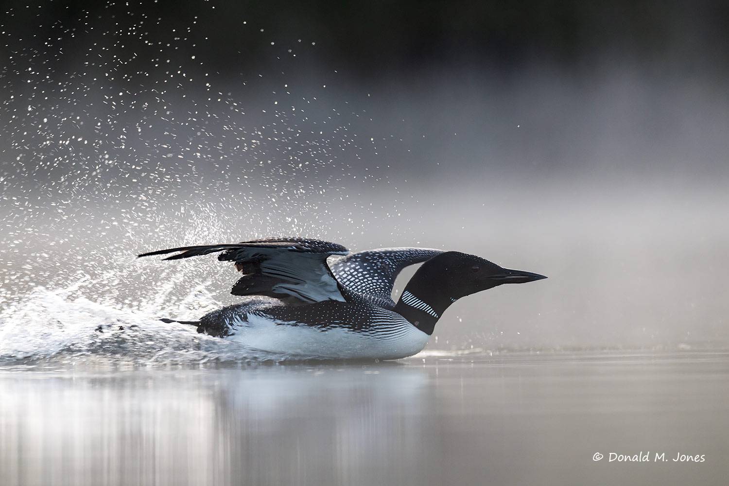 May 3 - Common Loon landing on fog laden lake.