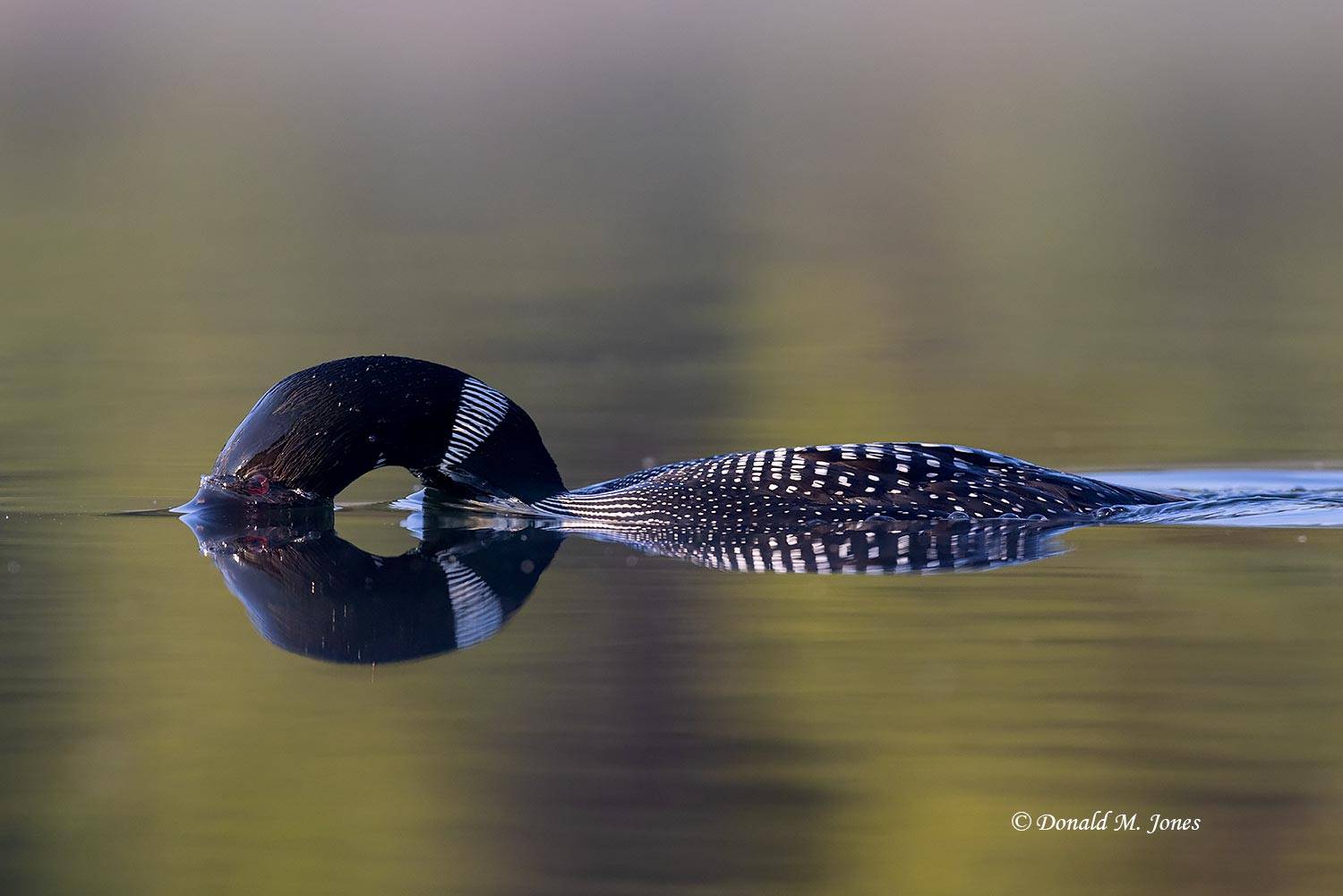 Common-Loon5181D