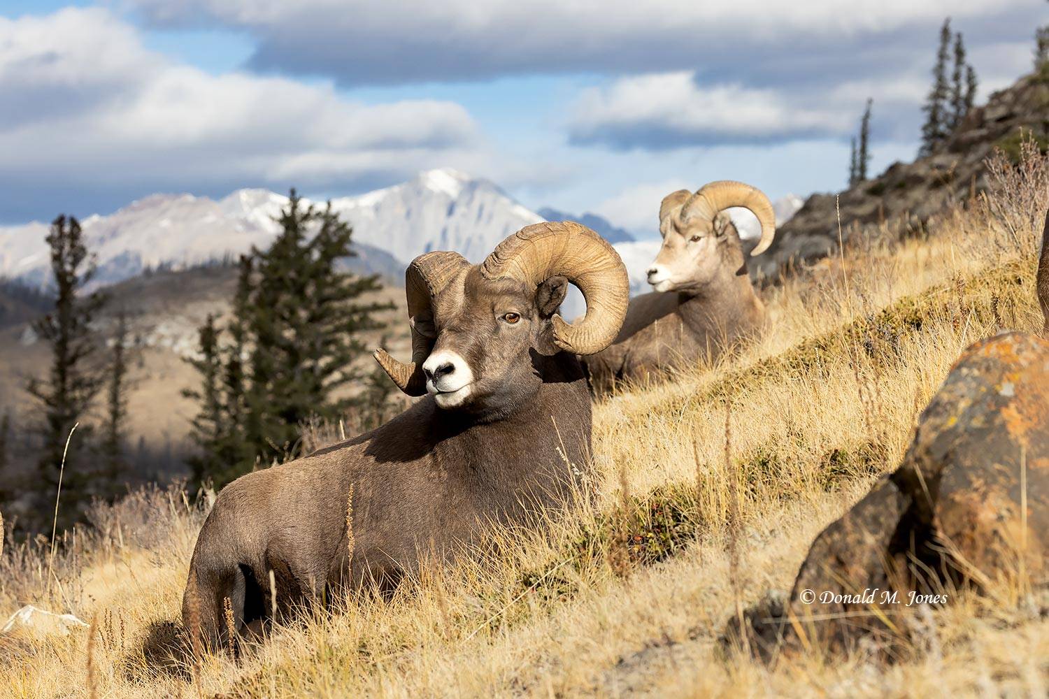 Bighorn Sheep07572D