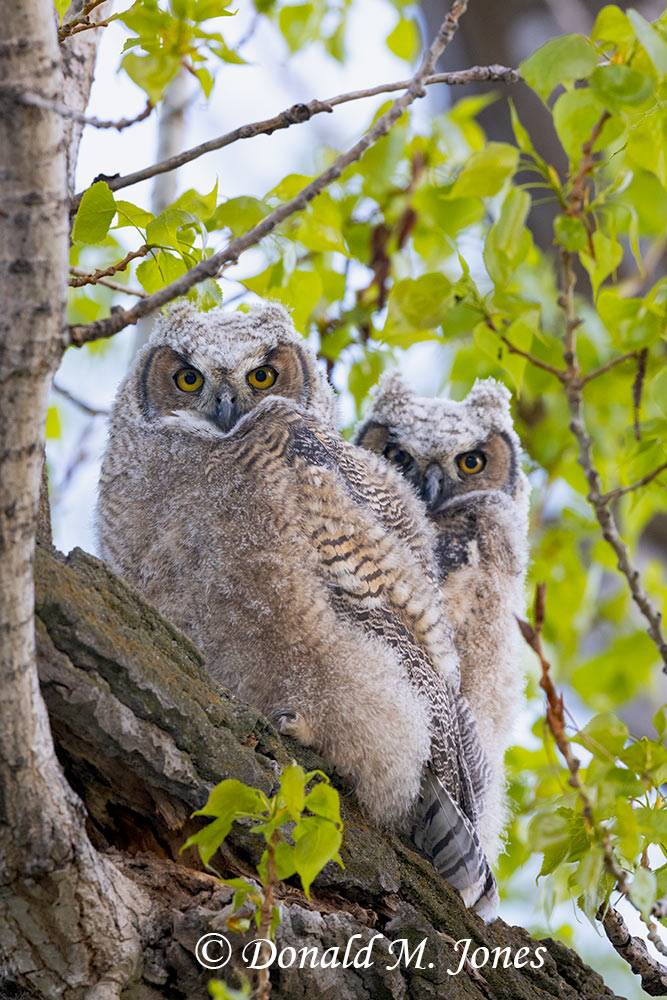 Great Horned Owl Owletts 