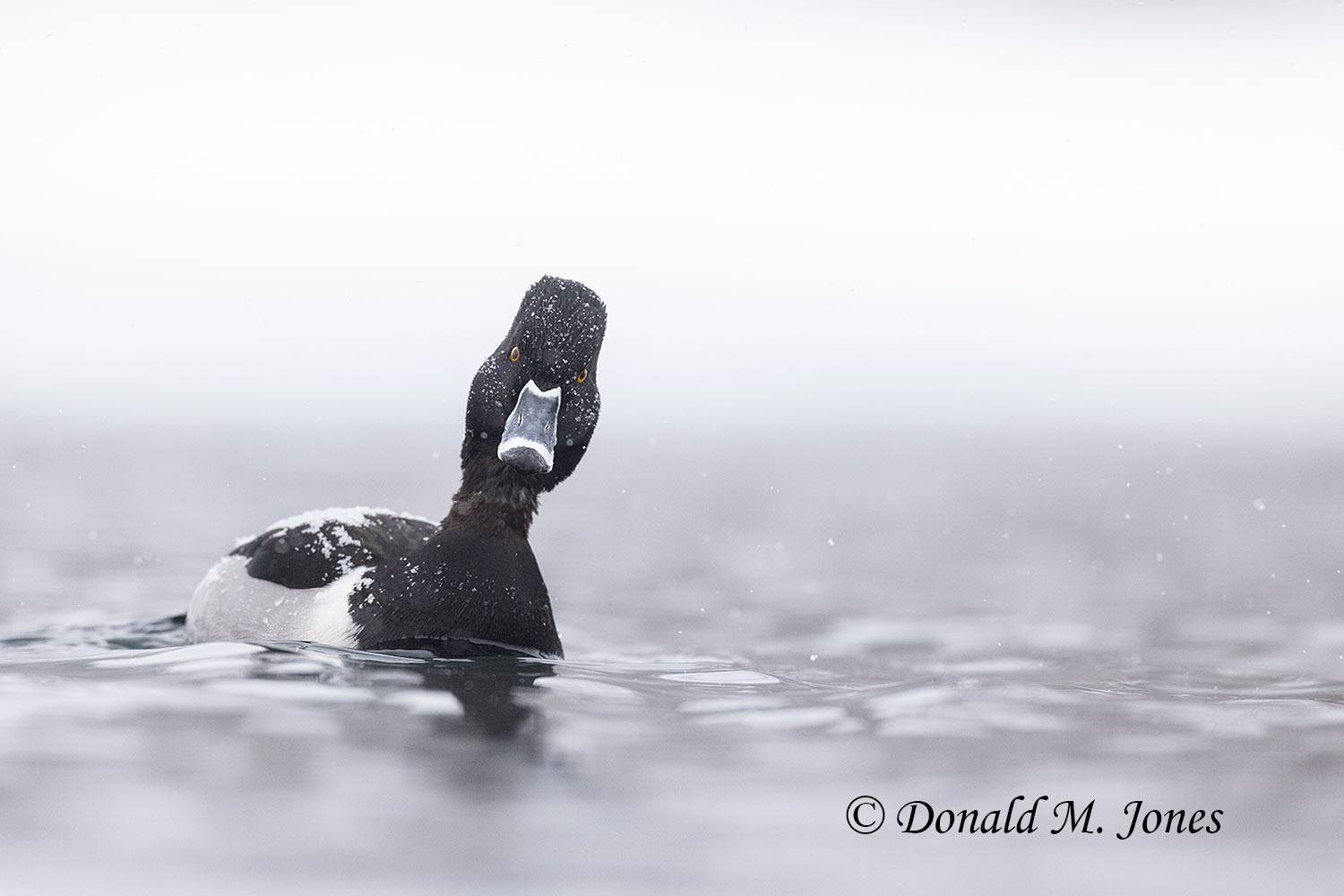 Ring-necked-Duck0280D.