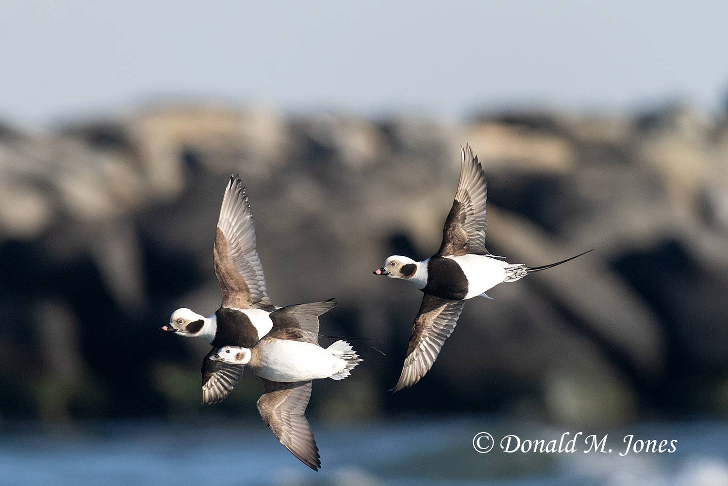 Long-tailed-Duck0251D