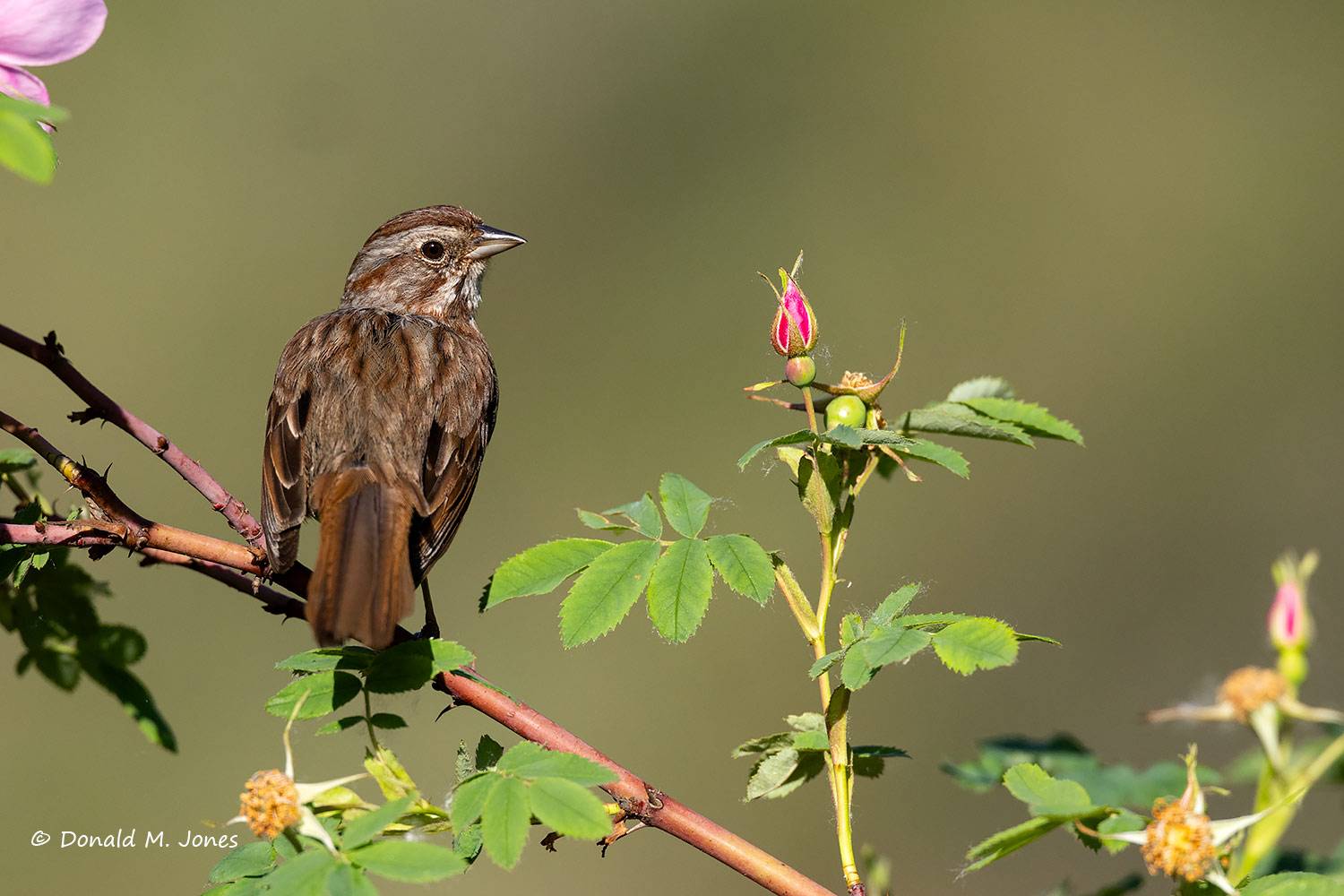 May 28 - Song Sparrow in wild Rose plant.