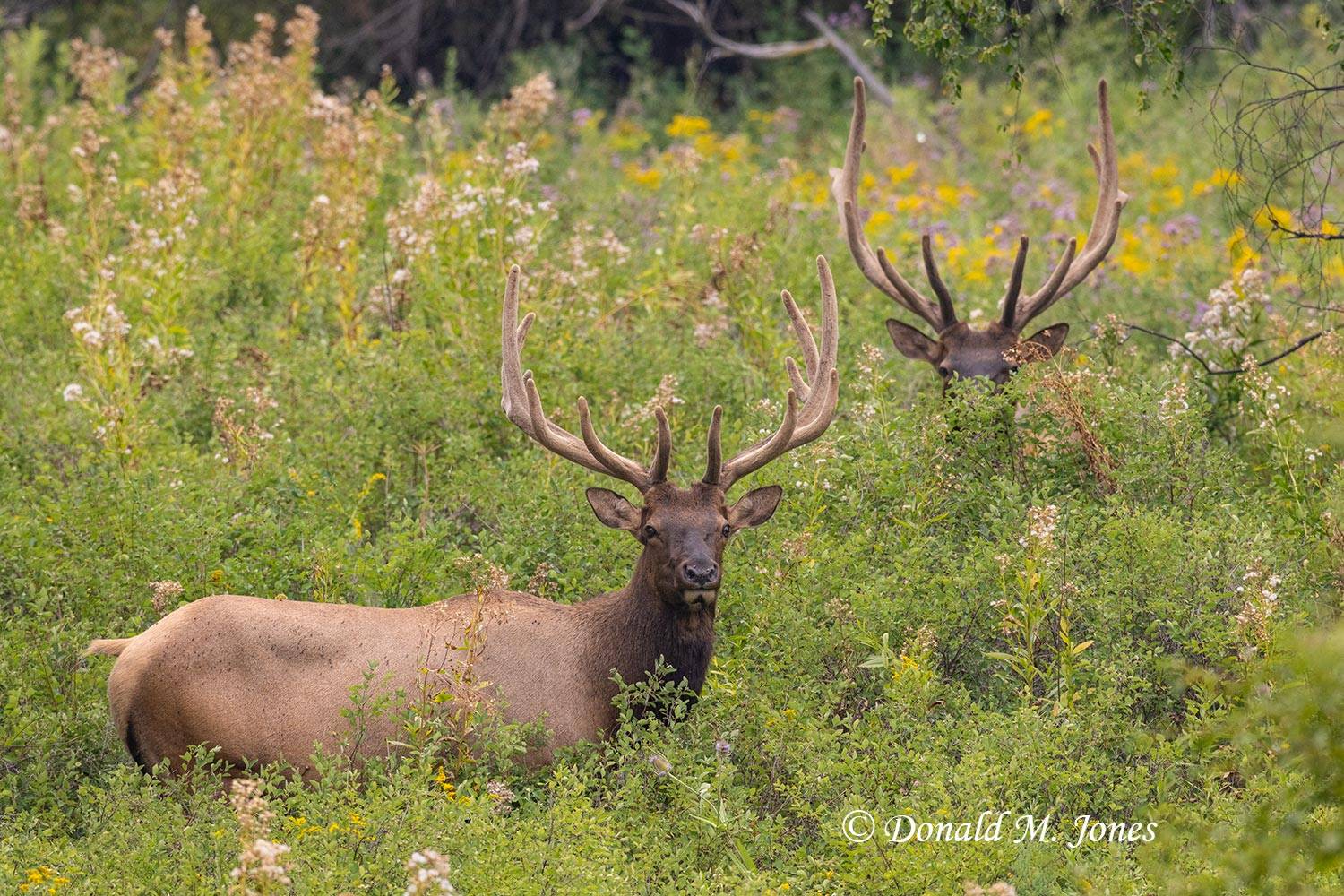 Elk-(Rocky-Mtn)29931D