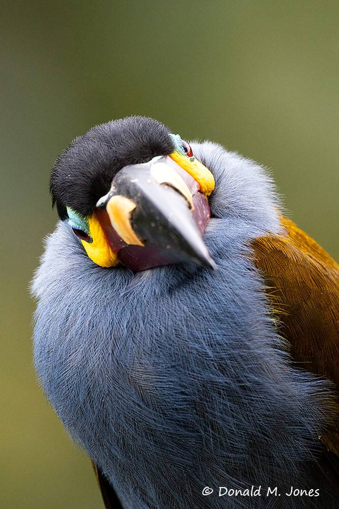 Plate-billed-Mountain-Toucan0138D