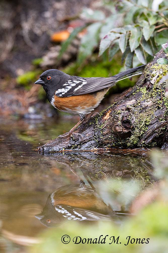 Spotted-Towhee0789D