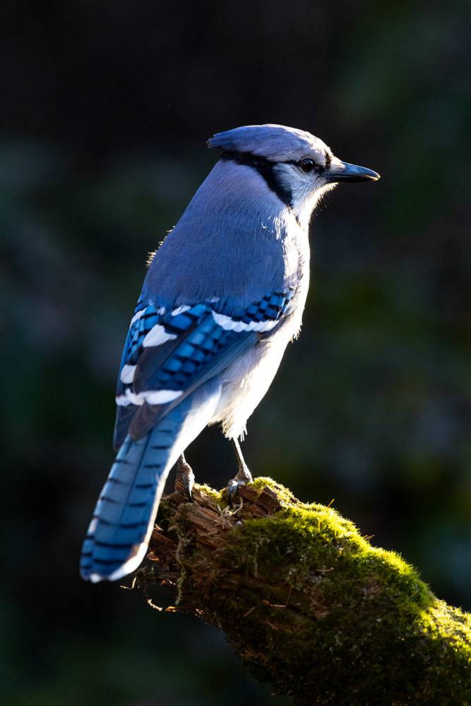 Blue-Jay0691D